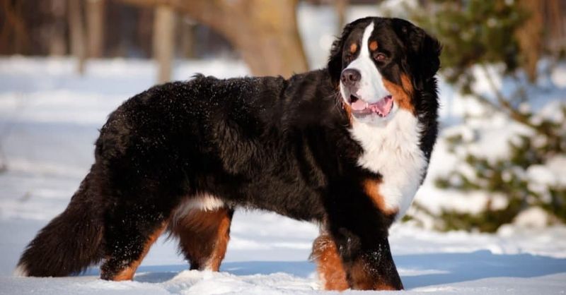 Coat and Grooming