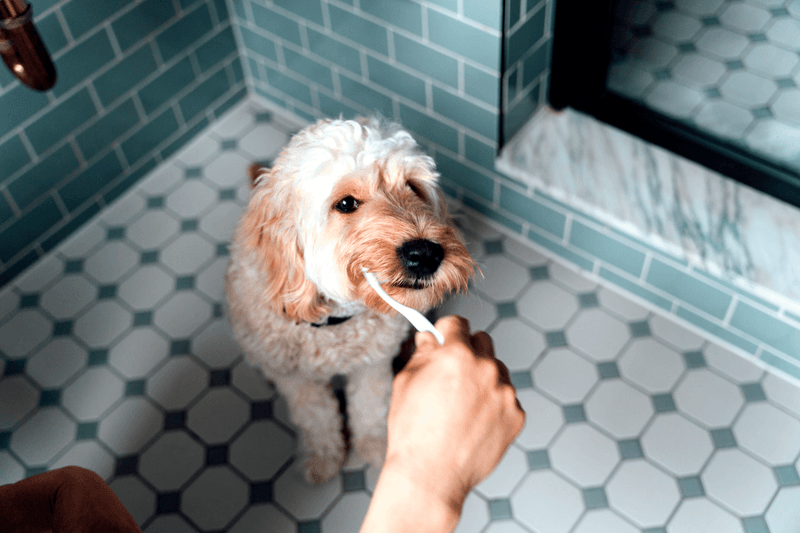Bad Breath