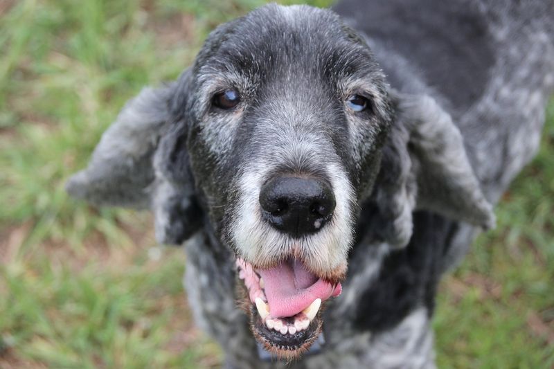 Graying Fur