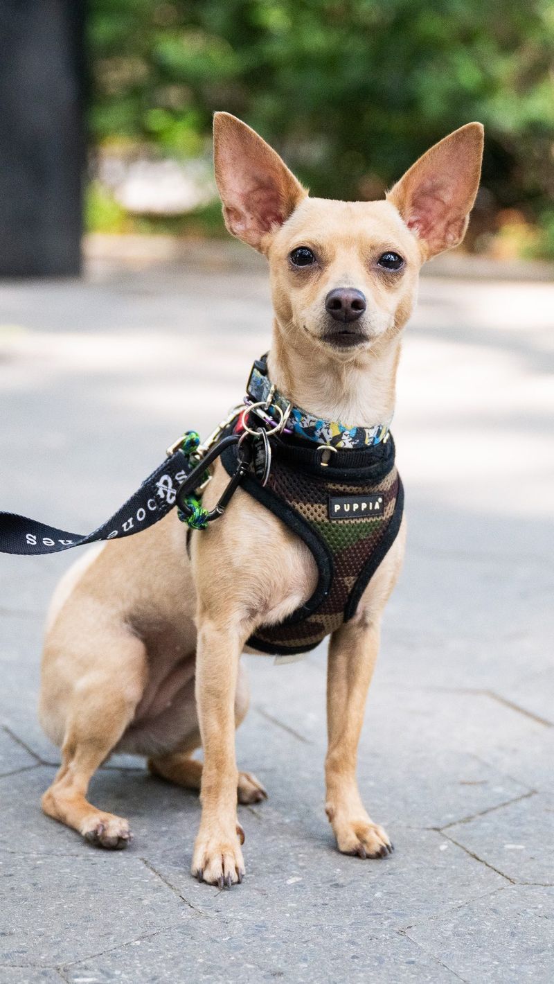 Chihuahua