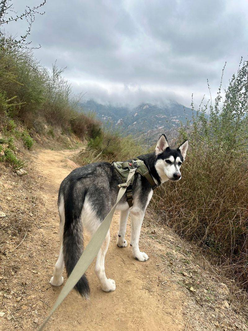 Adventure Companions