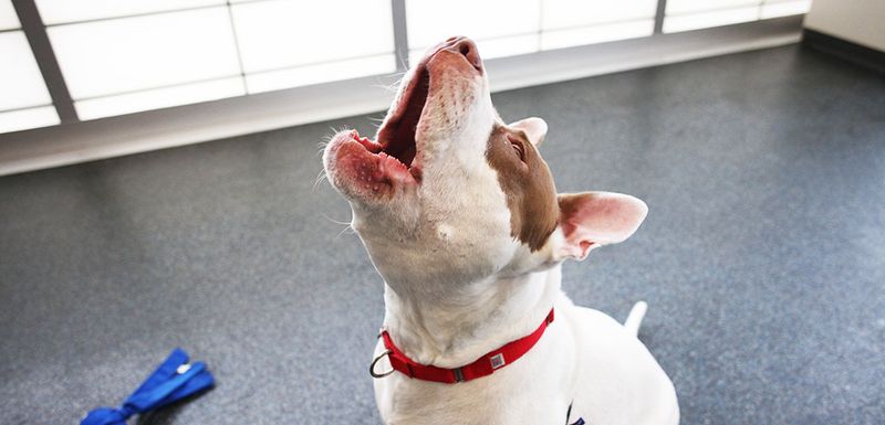 Howling at Odd Hours