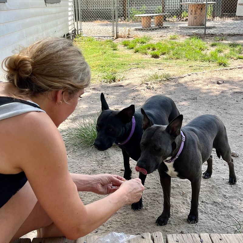 Neglect Local Shelters