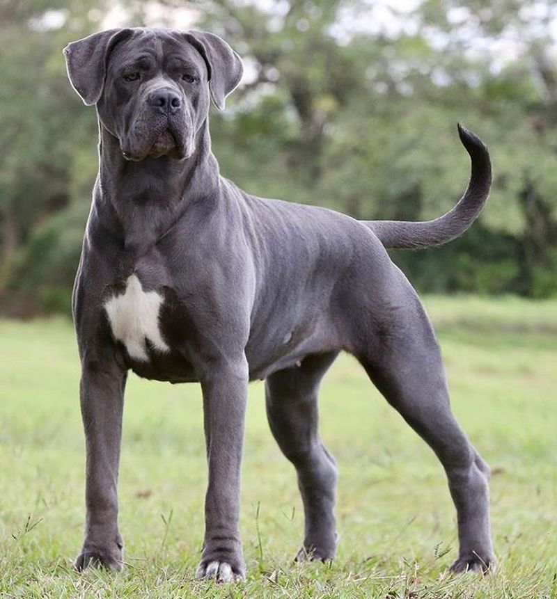 Cane Corso
