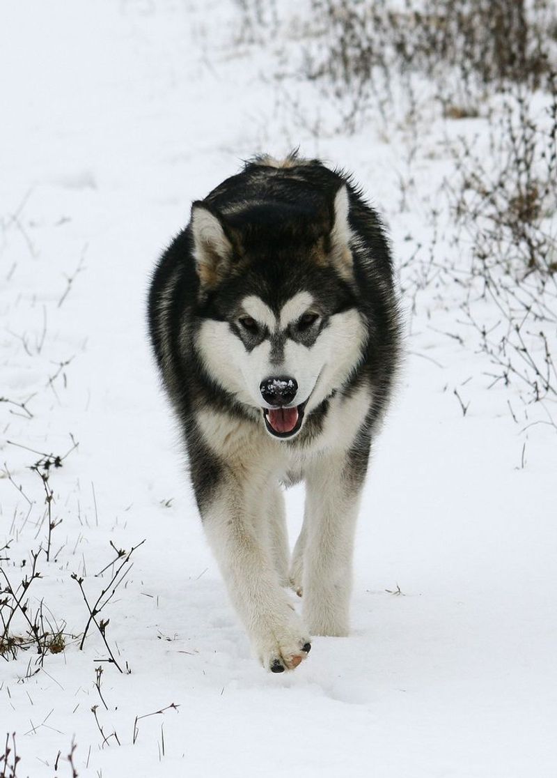 Alaskan Malamute
