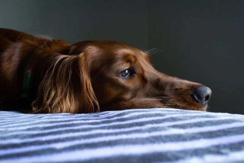 Lethargy and Sadness