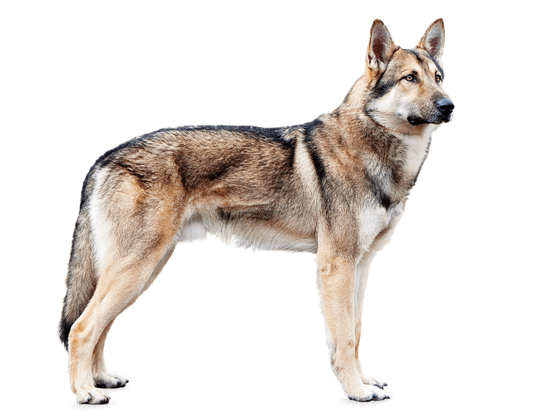 Saarloos Wolfdog