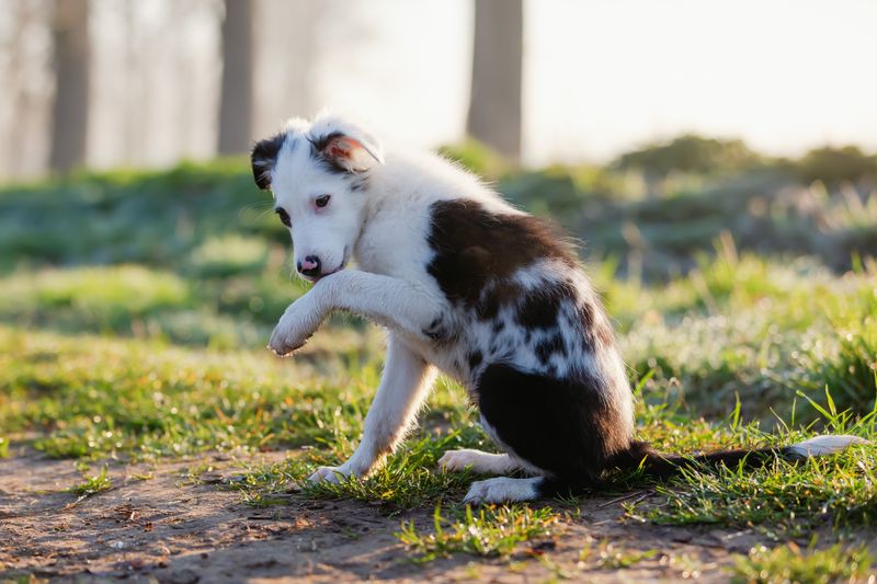 Licking or Chewing at Joints