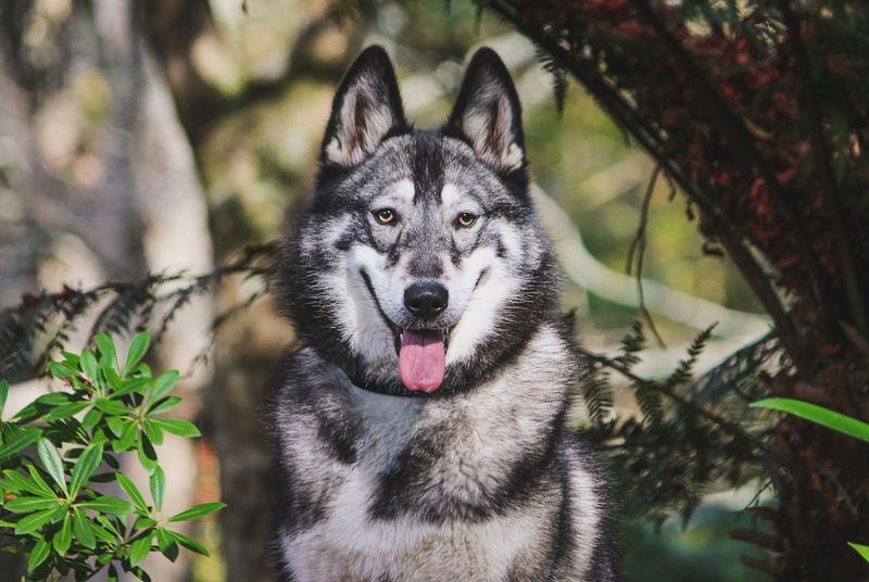 Northern Inuit Dog