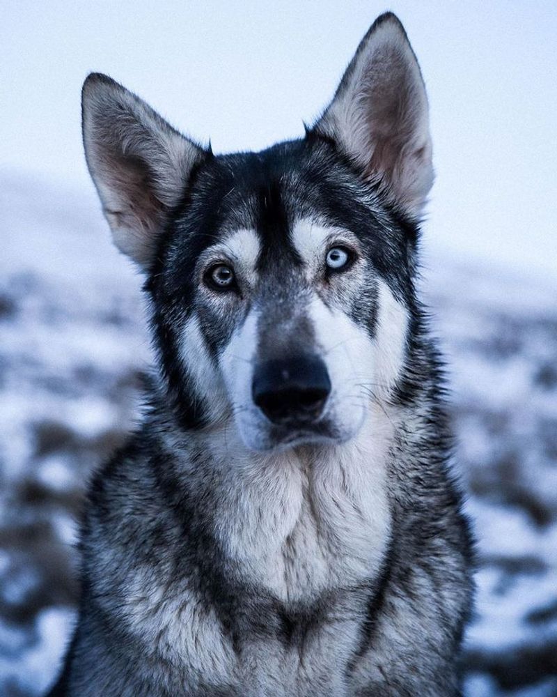 Northern Inuit