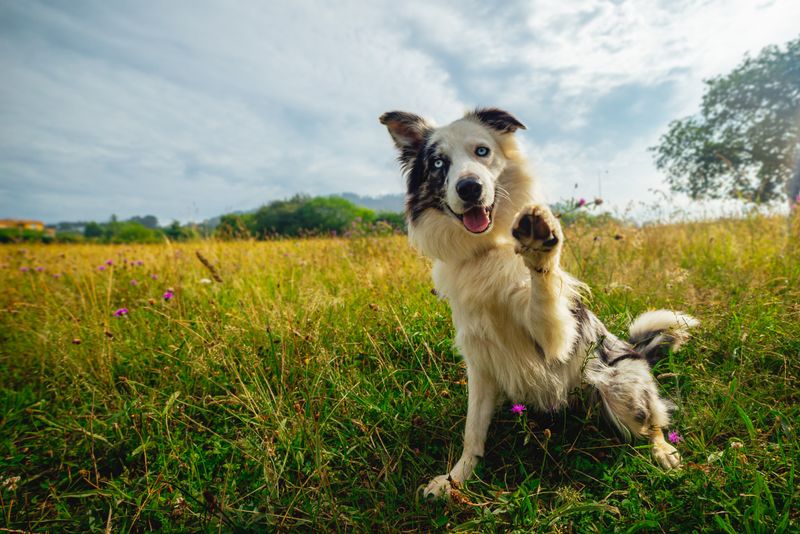 Understand Canine Body Language