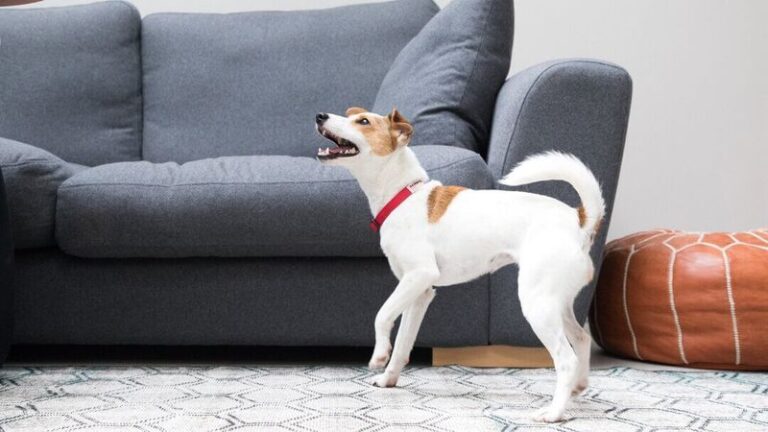 Image showcasing 12 Proven Tricks to Quiet a Constantly Barking Dog - Epic dogs tales