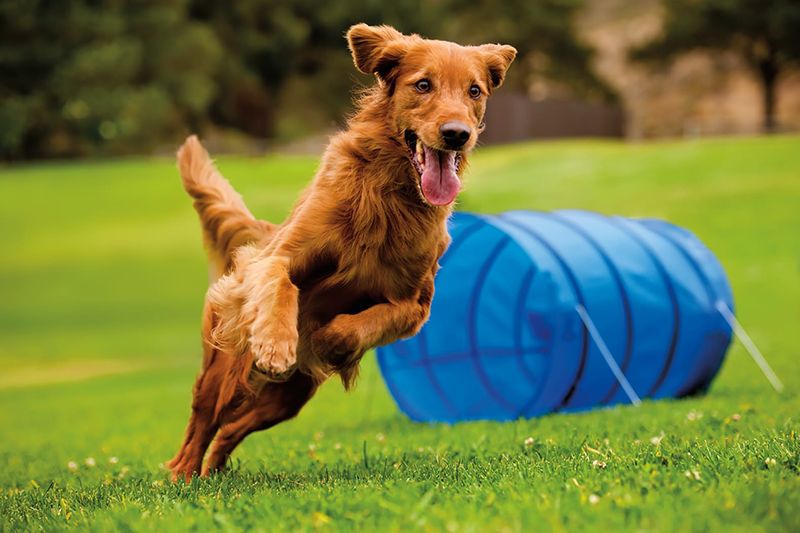 Gentle Agility Training