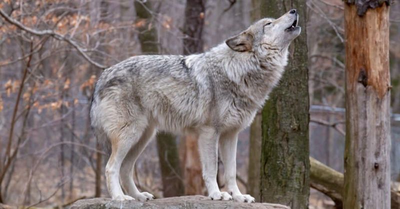 Tail Length