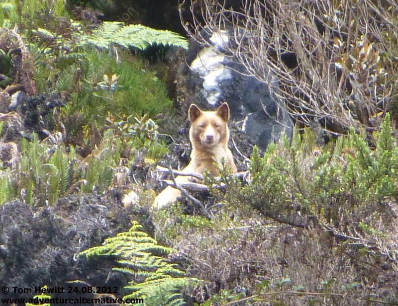 New Guinea Singing Dog