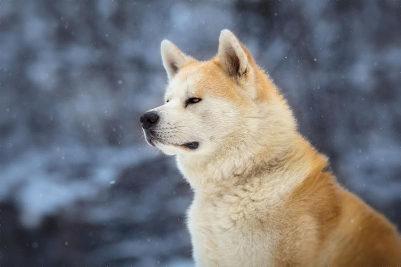 Coat and Colors