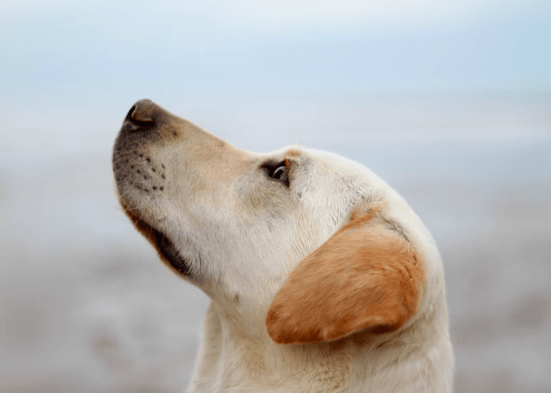 Breed-Specific Health Issues