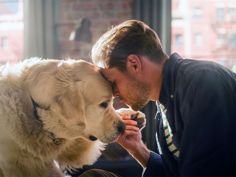 The Empathy of a Canine Friend