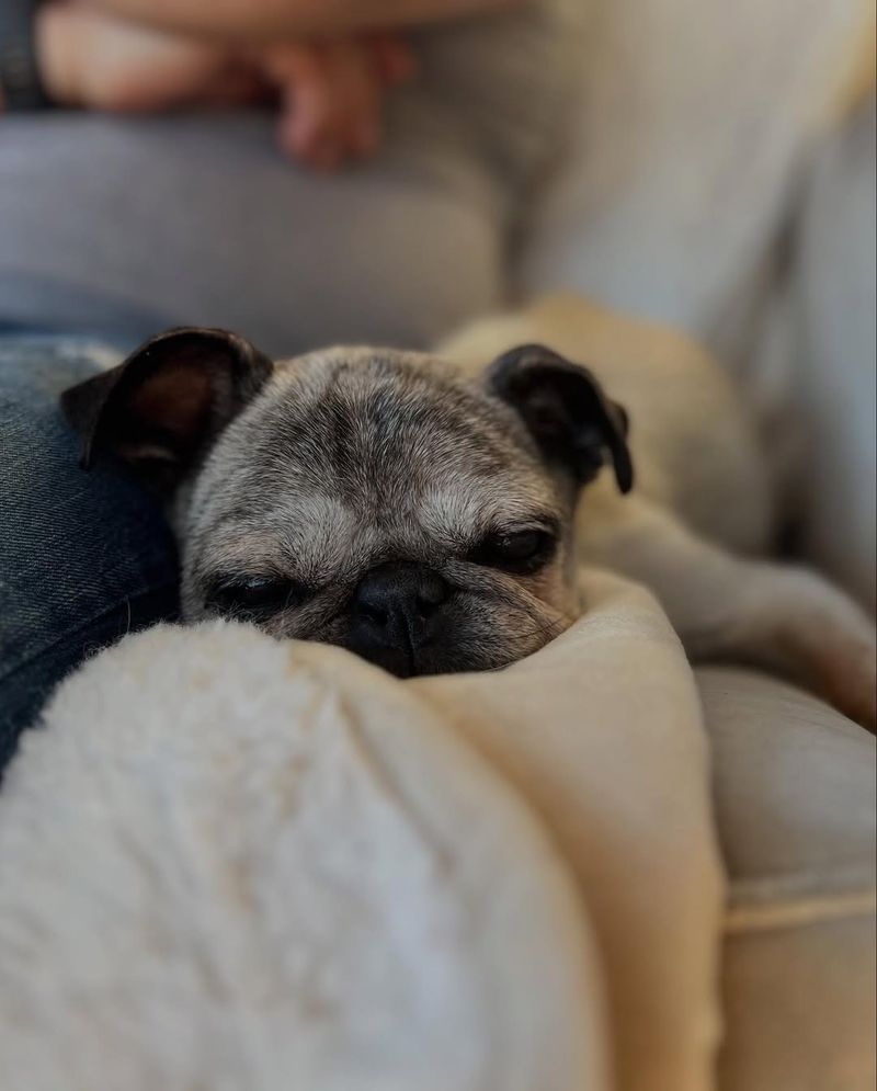 The Cuddle Session