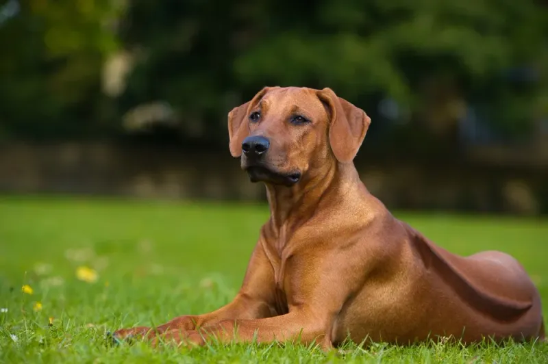 Minimal Barking, Maximum Presence