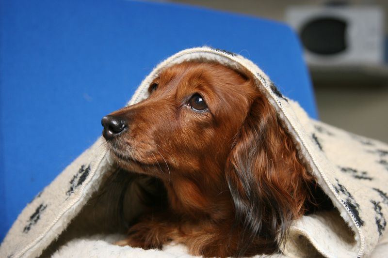 Understanding Canine Fears