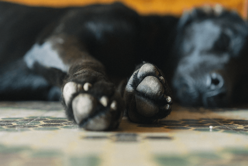 The Extended Paw