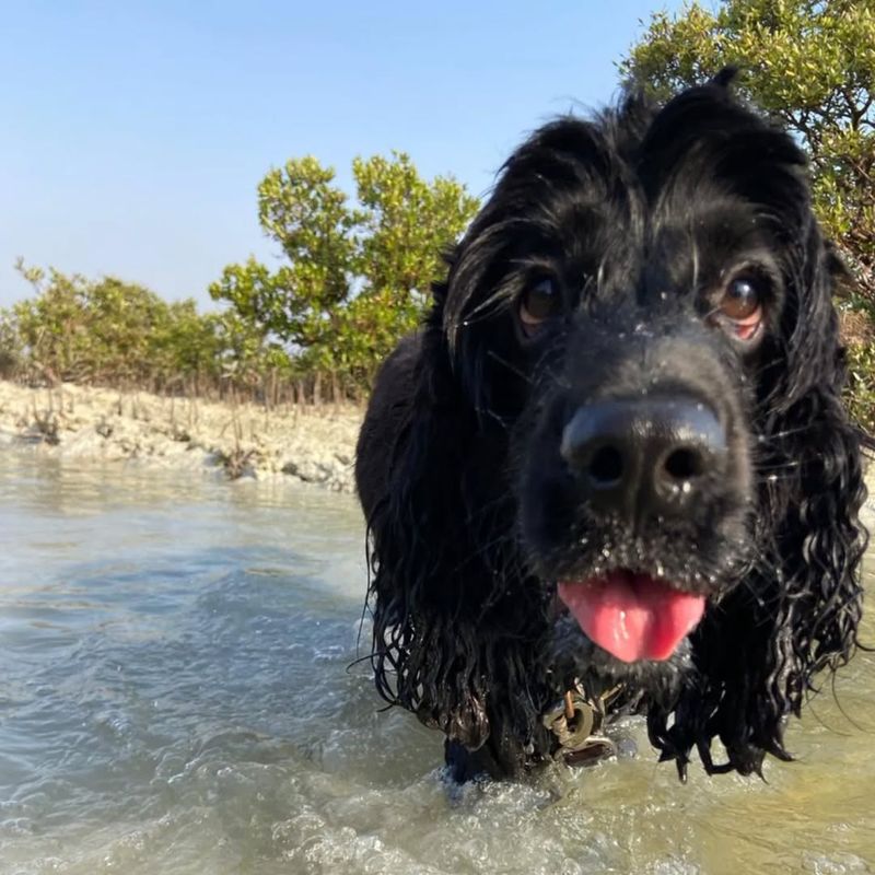 The Playful Wag