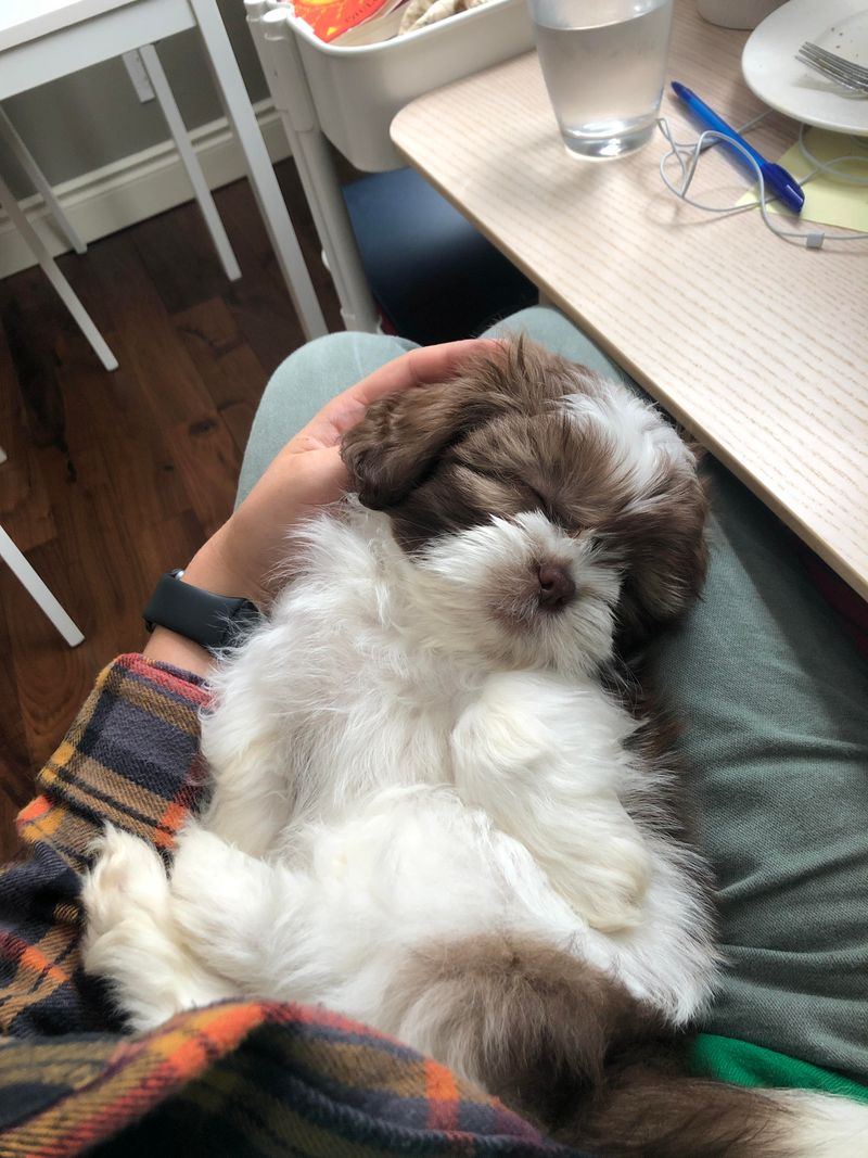 A Lap Dog with a Big Heart