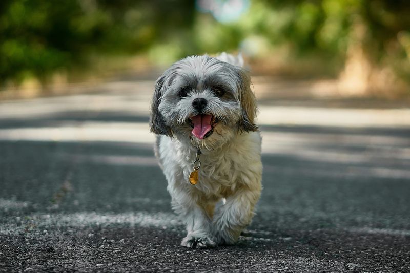 A Breed That Adapts