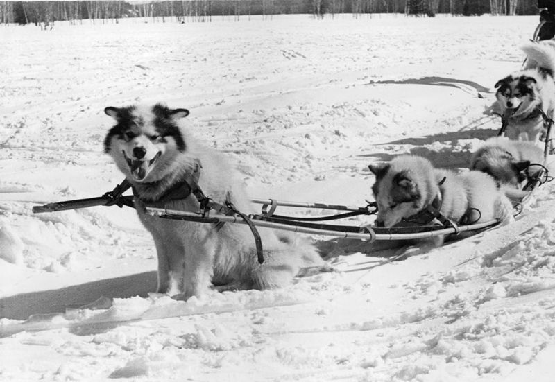 Canadian Eskimo Dog's Endurance