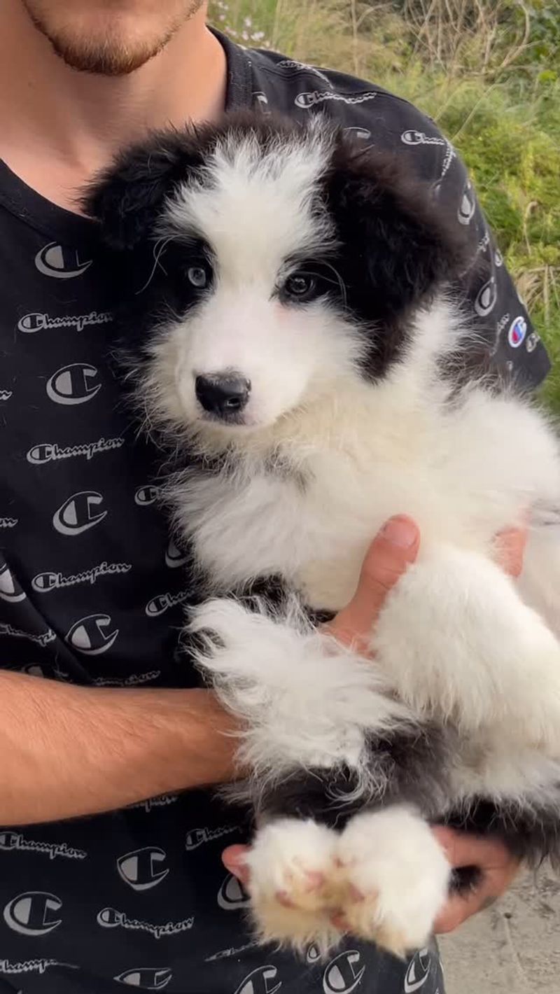 Border Collie