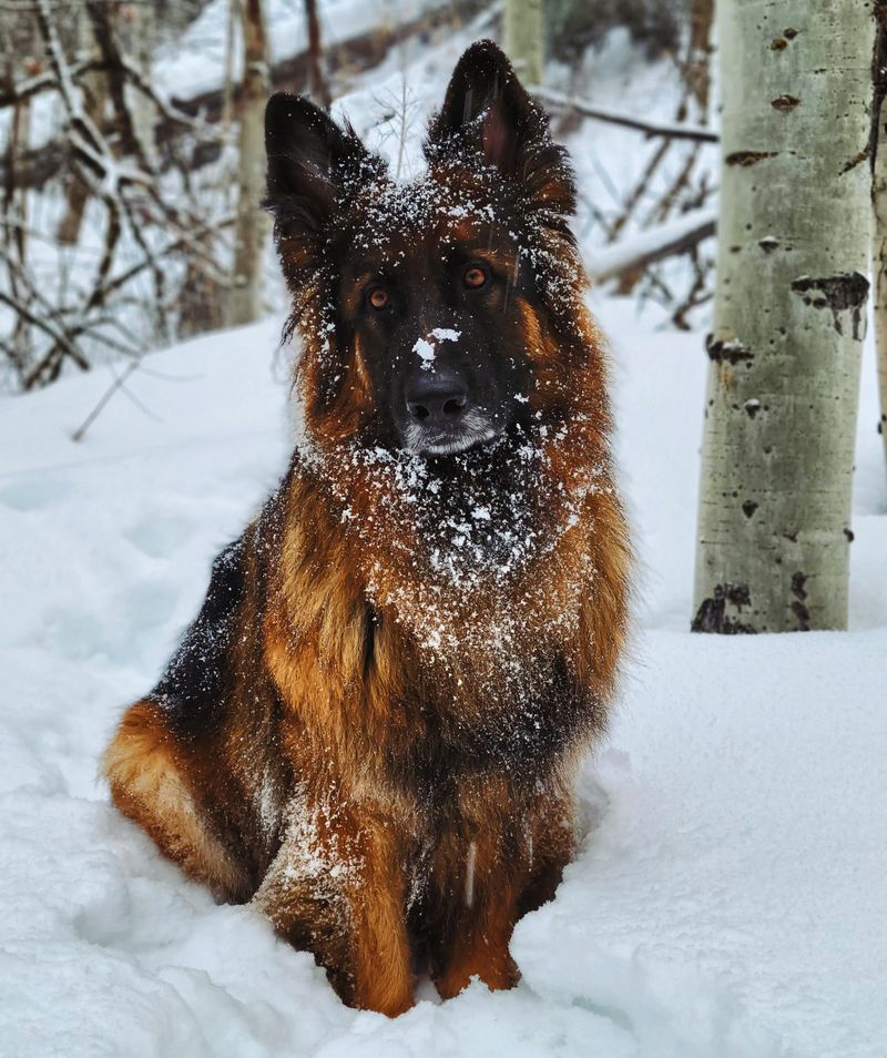 Long-Haired German Shepherd