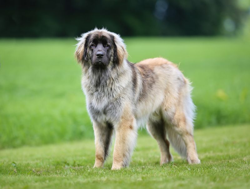 Leonberger