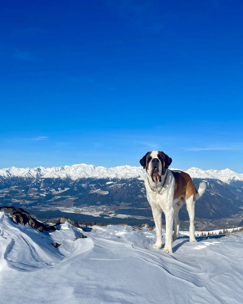 Saint Bernard