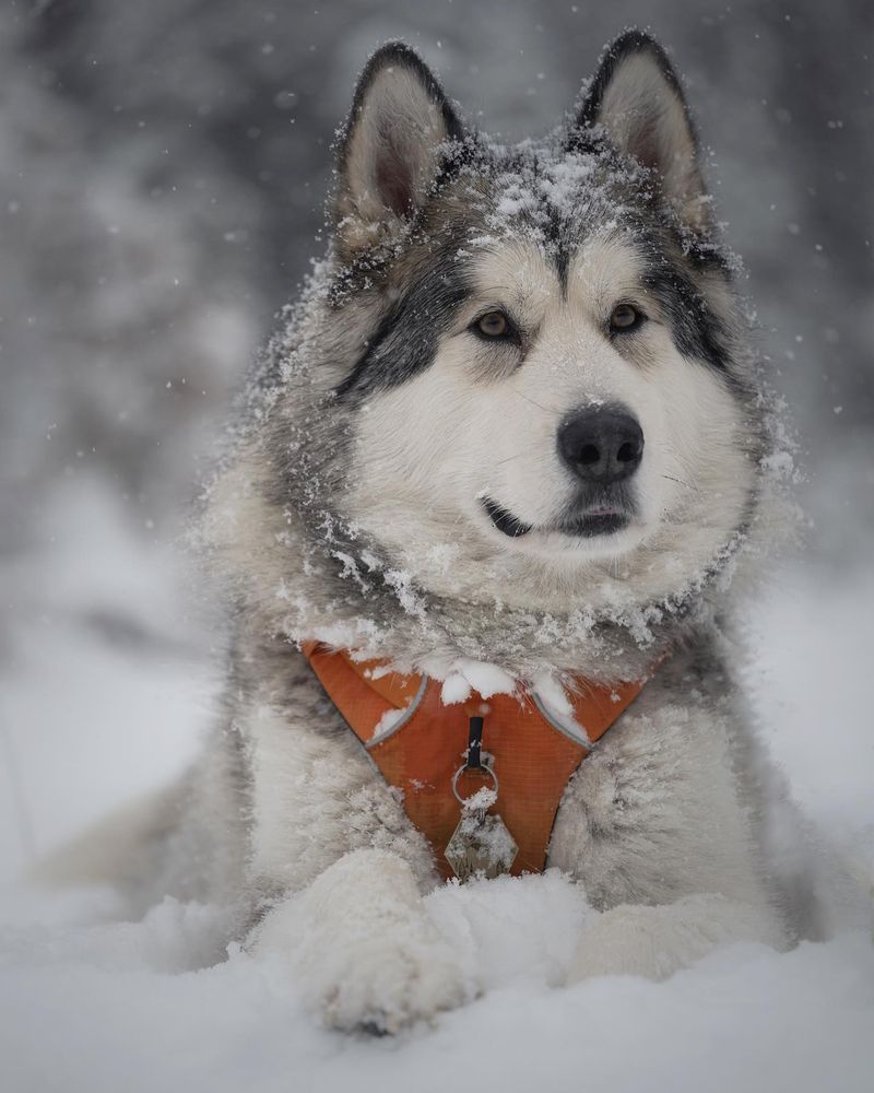 Alaskan Malamute