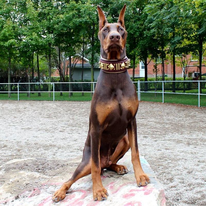 Doberman Pinscher