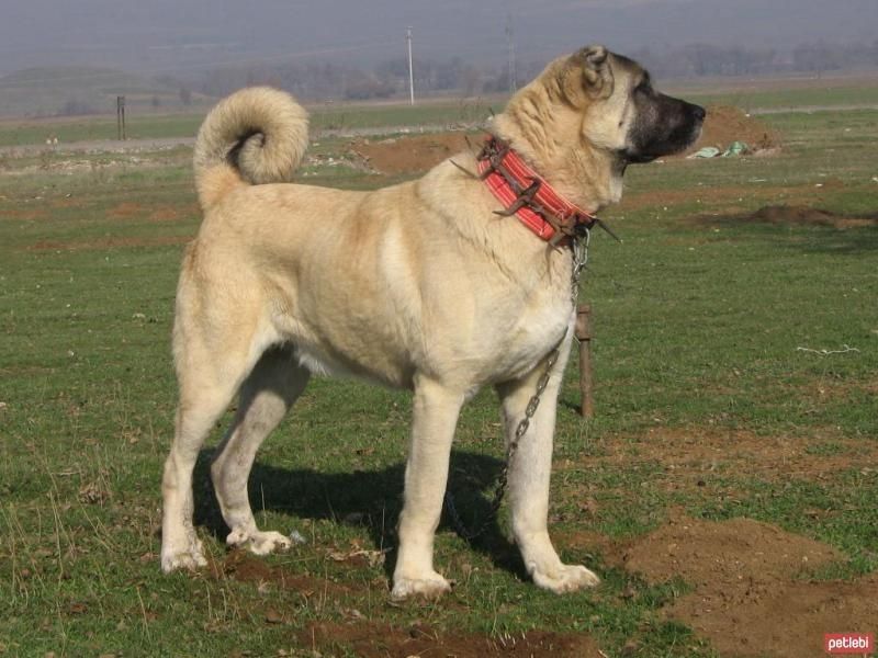 Kangal
