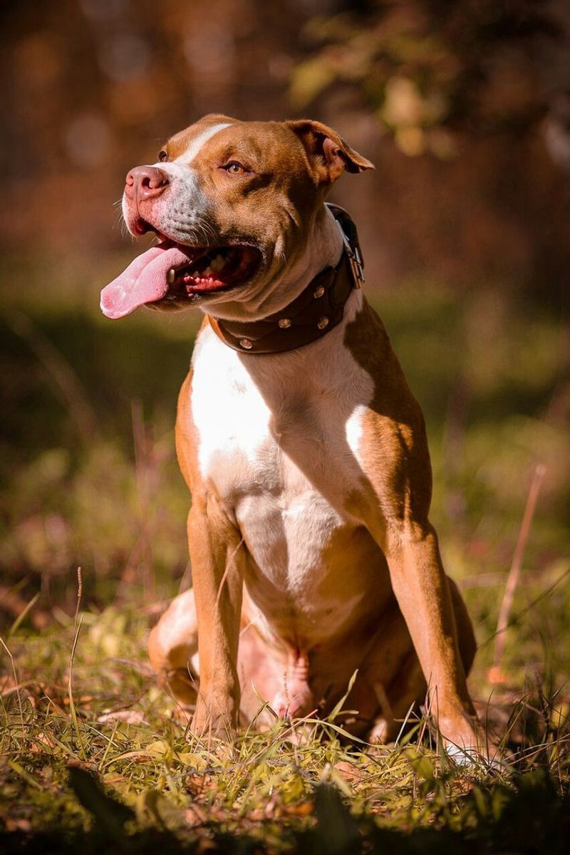 Pit Bull Terrier
