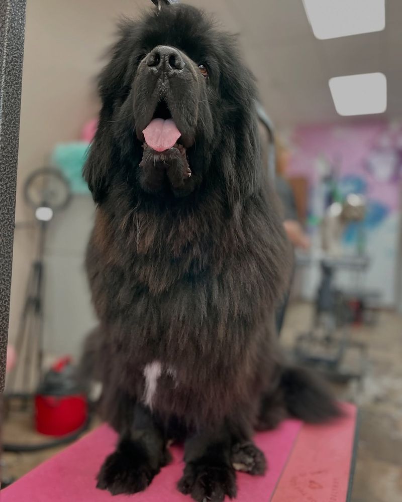 Newfoundland