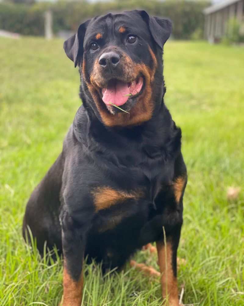 Rottweiler