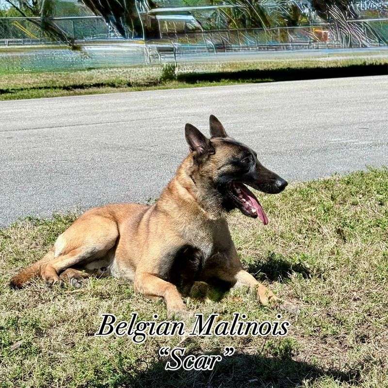 Belgian Malinois
