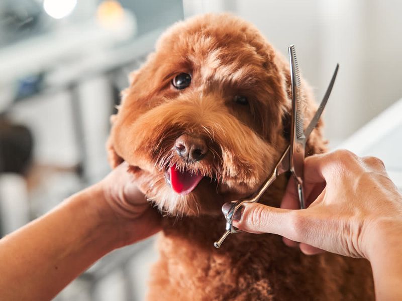 Grooming Requirements