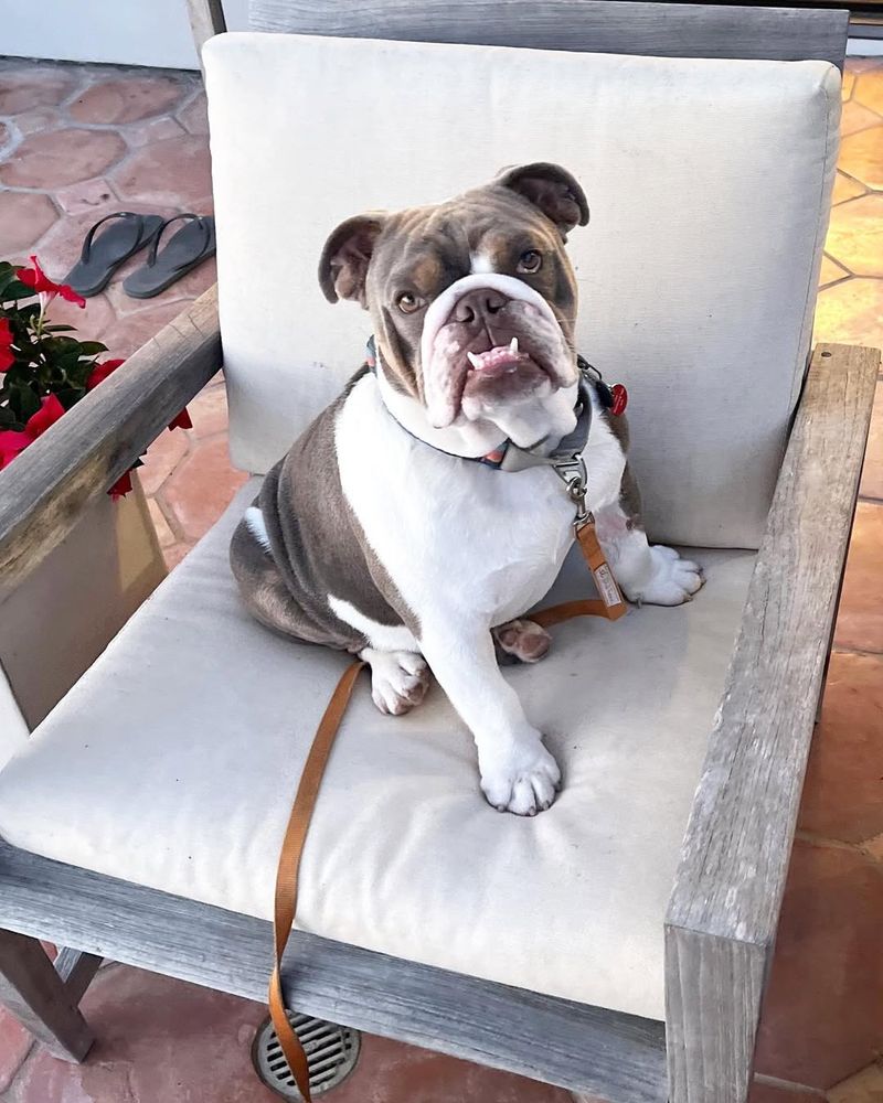 Bulldog