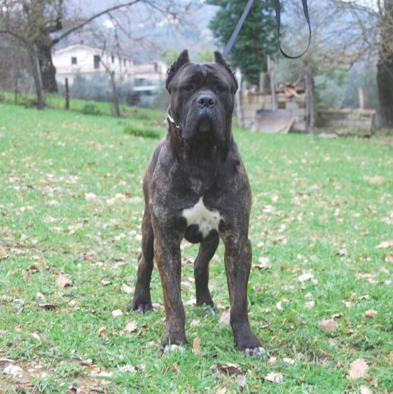 Cane Corso