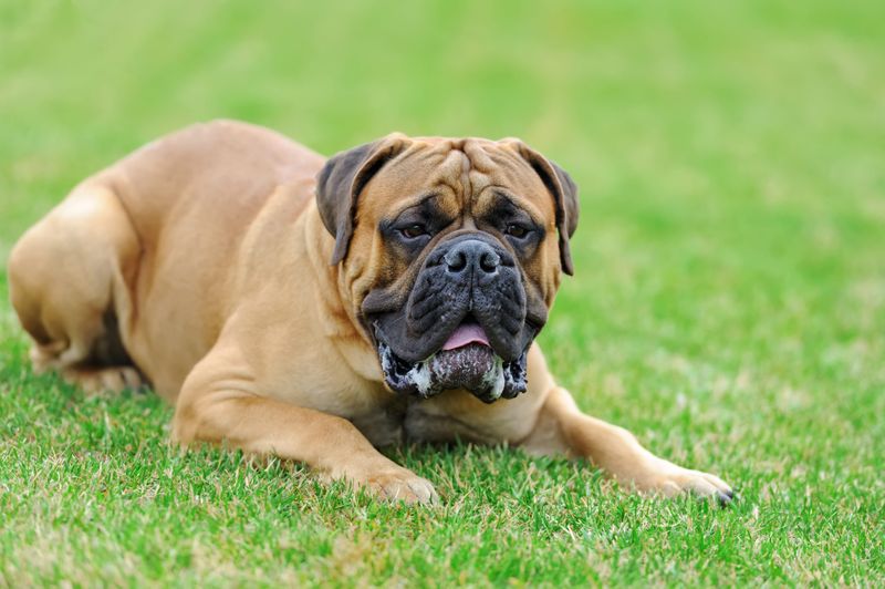 English Mastiff