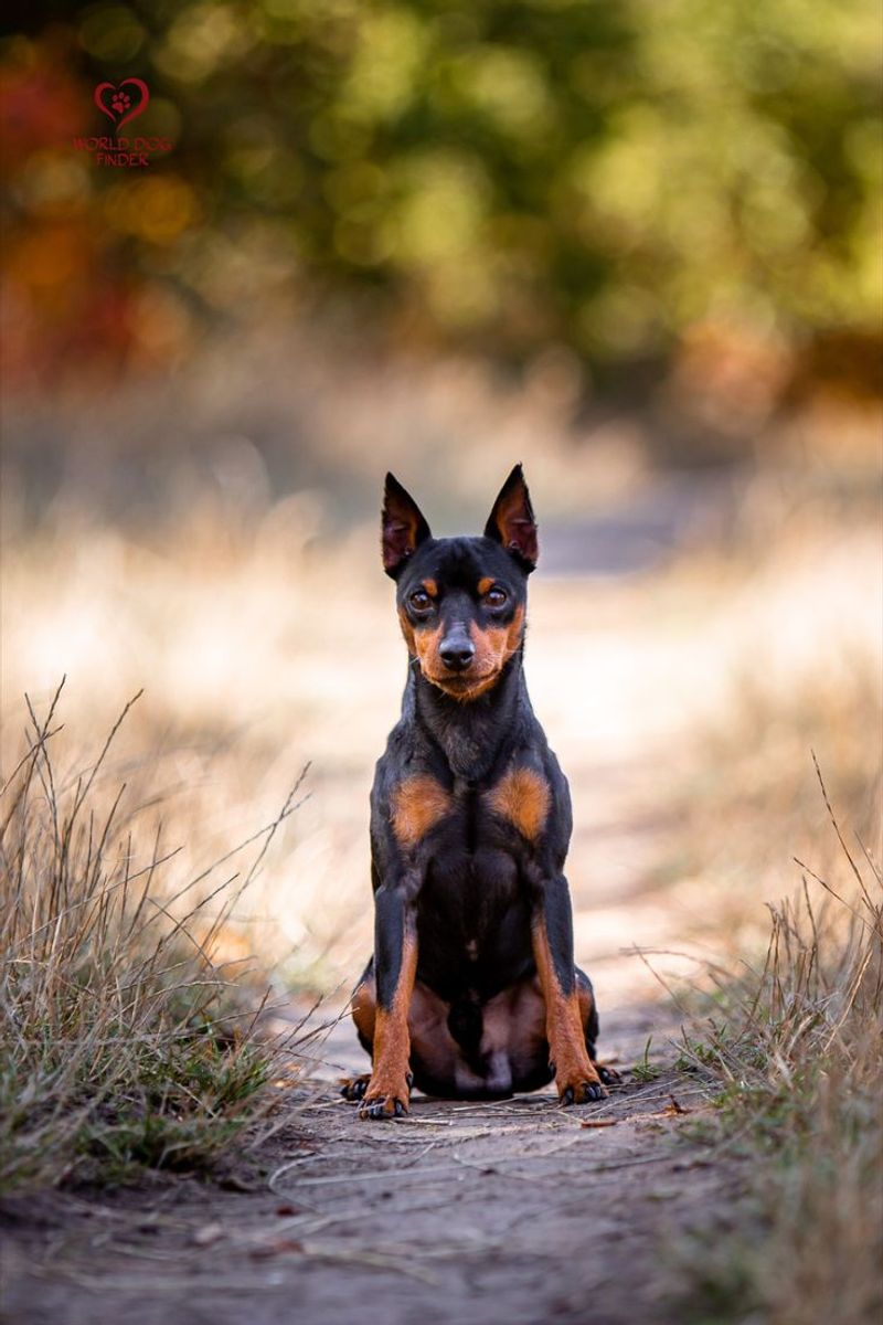 Miniature Pinscher
