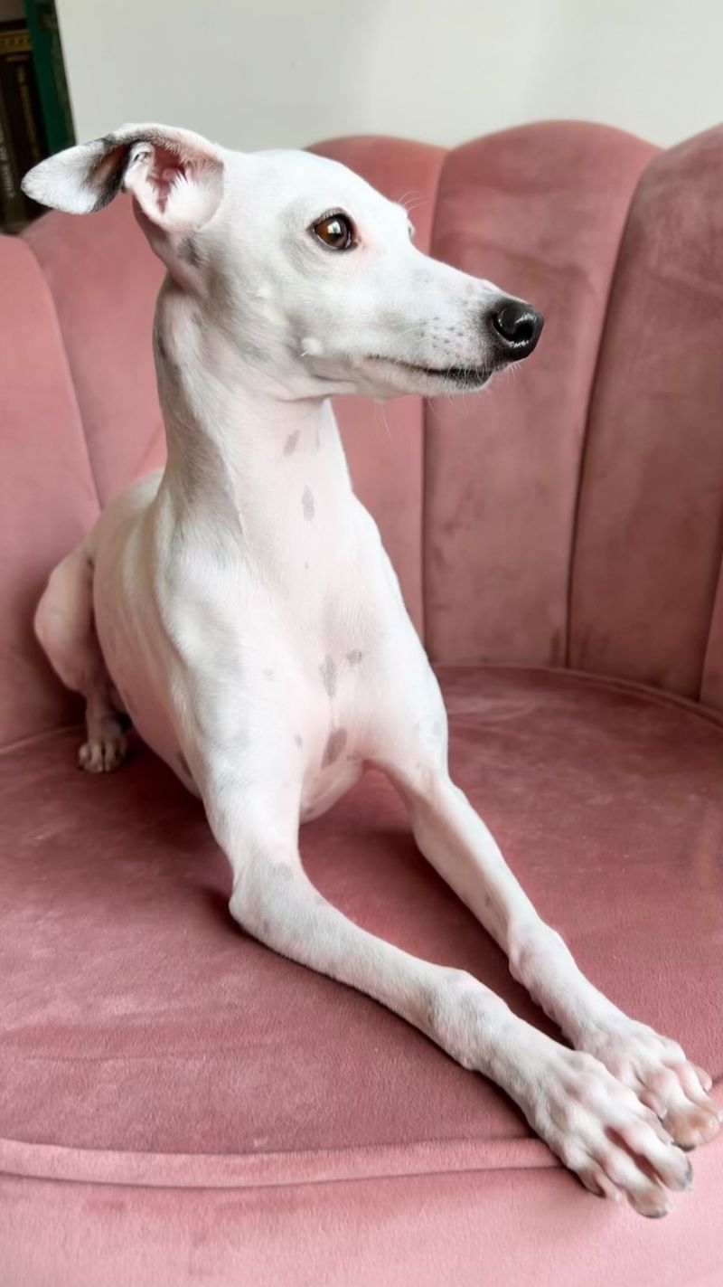 Italian Greyhound