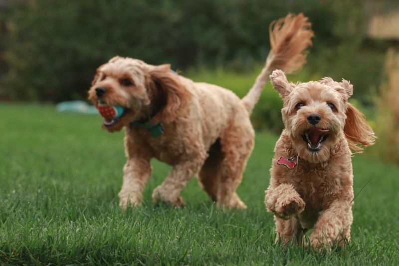 Doggy Playdates
