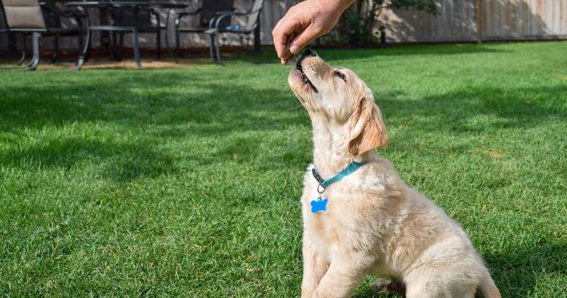 Implement Positive Reinforcement