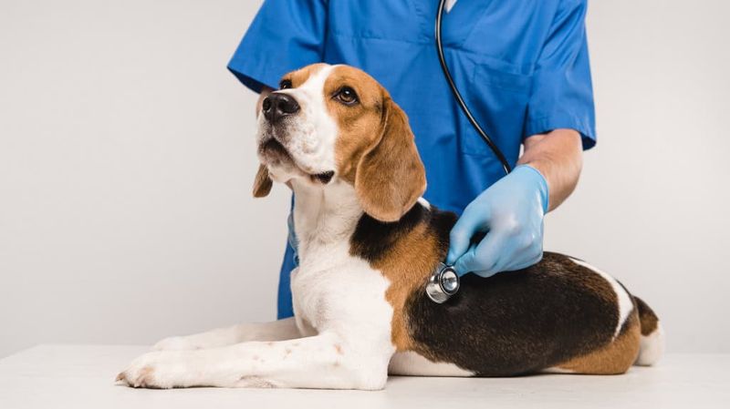 Veterinary Advances in Treatment